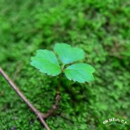 경기도 안성계곡 :: 서운산 , 석남사계곡