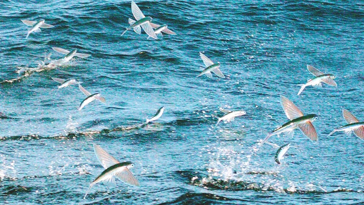 #스위트매그놀리아 #flying fish? : 네이버 블로그