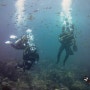 제주도다이빙| 블루인다이브 7월 21일 범섬 체험다이빙