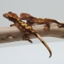 크레스티드 게코(crested gecko) - New breeder 엉덩이