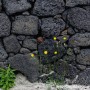 [포토2470]제주 바람 돌 꽃