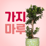 고급스러운 가지마루! 승진개업선물 추천 / 키우기 물주기 번식 : 전국 대전 중구 지니플라워 당일꽃배달