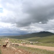 세계여행 327일차_몽골 고비사막 투어 8일차(푸르공/ 청헤르 온천)