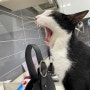 인천 정서동물병원 ,5년째 다니는 곳 고양이허피스로 다녀왔어요
