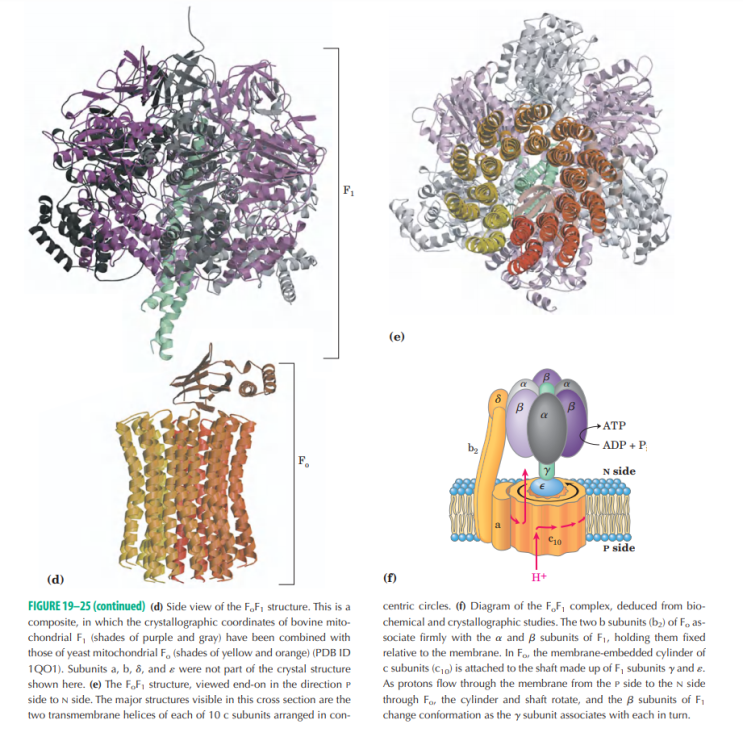 [생화학] ATP 합성 효소(ATP synthase)에서 내막에 있는 subunit은 Fo(영문 o)이며 F0(숫자 0)가 ...