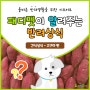 [반려꿀팁] 강아지에게 좋은 고구마, 고구마 간식 만드는법, 강아지 고구마 간식만들기, 고구마 급여량, 강아지 고구마