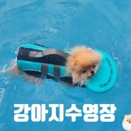 송추 도그베이 이만한 강아지수영장 없어요!