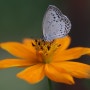 꽃 나비 Macro 사진