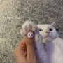 [코리아네일페스타PICK!] 케이캣페어 동시개최>>내 손톱에 우리 우리냥이 저장>_0 고양이네일디자인 모음