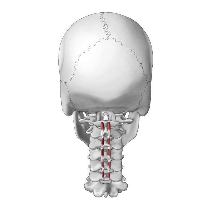 경추극간근(목뼈가시사이근, Interspinalis cervicis) : 네이버 블로그