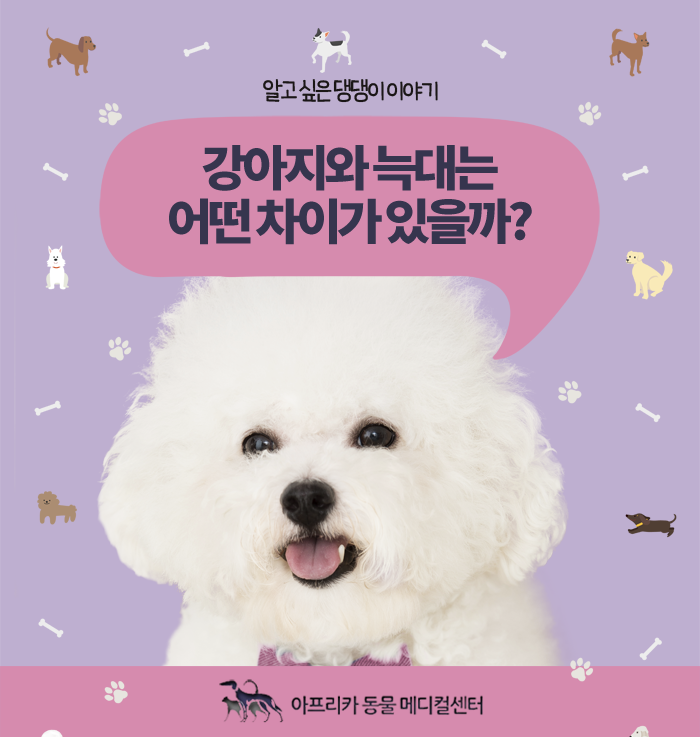 늑대와 개의 차이점은 무엇입니까