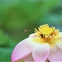 전남 구례가볼만한곳 구례 지리산호수공원 연꽃