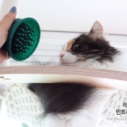 [고양이용품] '후시펫 쓱쓱브러시' 그립감과 성능까지 갖춘 고양이빗추천