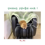 안마의자는 고양이들의 아지트 ! (고양이 관찰 & 고양이 일상)