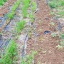강원양양 포유팜 들깨밭 잡초뽑기