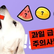 참외 먹다가 응급실 온 강아지! 무엇이 문제였을까?