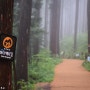비 오는 날 통영 미륵산 미래사 편백숲 산책하기