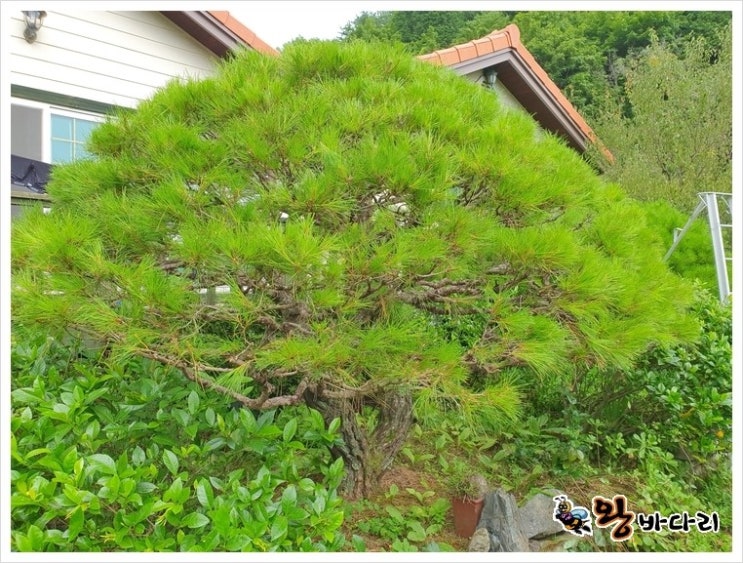 다행송(토종 반송) 전정 및 순치기 방법 : 네이버 블로그