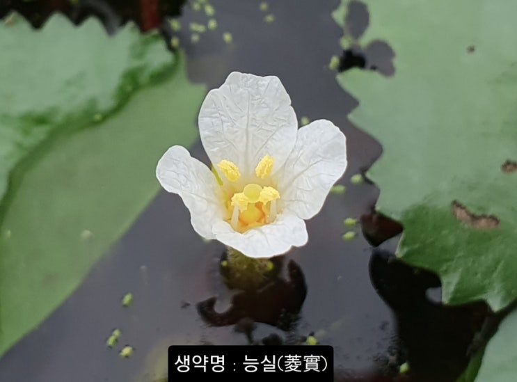 생약명 : 능실(菱實) 0286 : 네이버 블로그