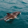 [우주에서온타타루]제8화 아기 돌고래 환경모임