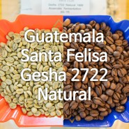 [세웅지씨 스페셜티 생두] Guatemala Santa Felisa Gesha 2722 Natural 1600 Anaerobic Fermantation