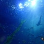 제주도다이빙| 블루인다이브 8월 10일 한화 아쿠아플라넷 펀다이빙
