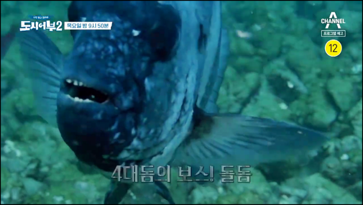 도시어부2 재방송 34회 다시보기 시청률 4대 돔의 보스! 돌돔 도전!