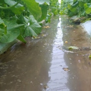 2020 메론농사 최장장마,홍수와 침수