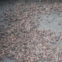 개구리즙,개구리엑기스,개구리진액,북방산(토종)개구리