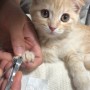 [고양이키우기] 아기고양이 발톱깎기