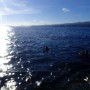 제주도다이빙| 블루인다이브 8월 15일 범섬 체험다이빙