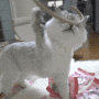 고양이 치석 관리 간식 캣츠모리 와이어츄 후기