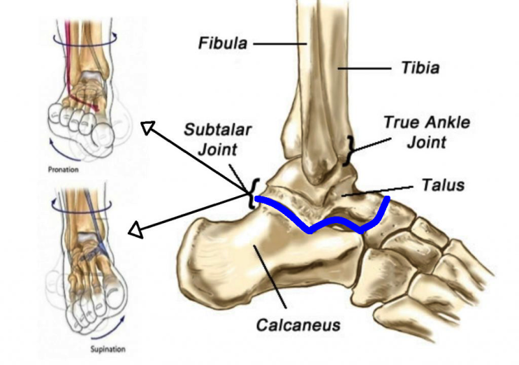 목말밑관절(거골하관절) Subtalar Joint : 네이버 블로그