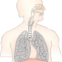 호흡기 질환 '천식'에 대해 알아볼까요?