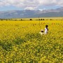 티베트고원의 여름 전령 유채꽃