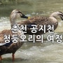 춘천 공지천 청둥오리의 여정