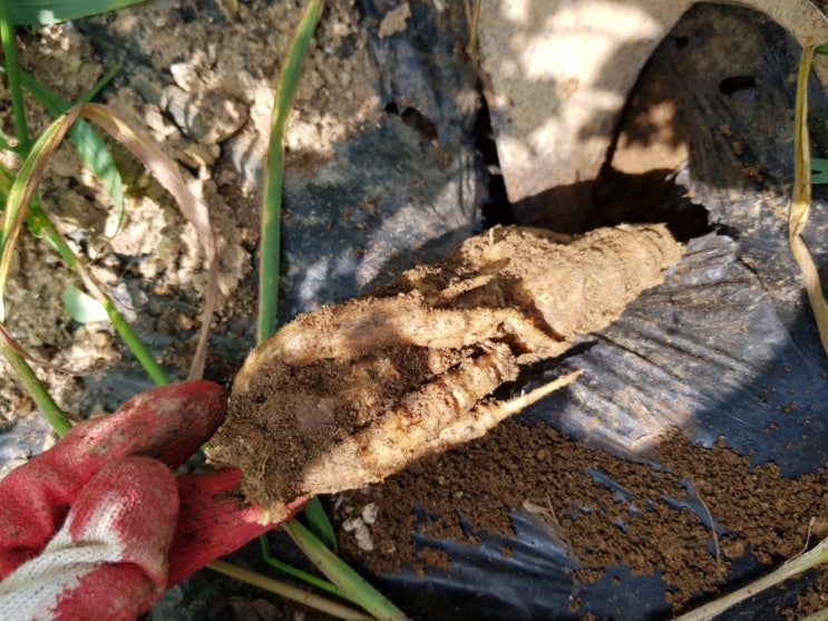 더덕재배 더덕수확시기 더덕은 어디로? : 네이버 블로그