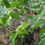 사과대추 나무 위 비둘기집 둥지속 새끼