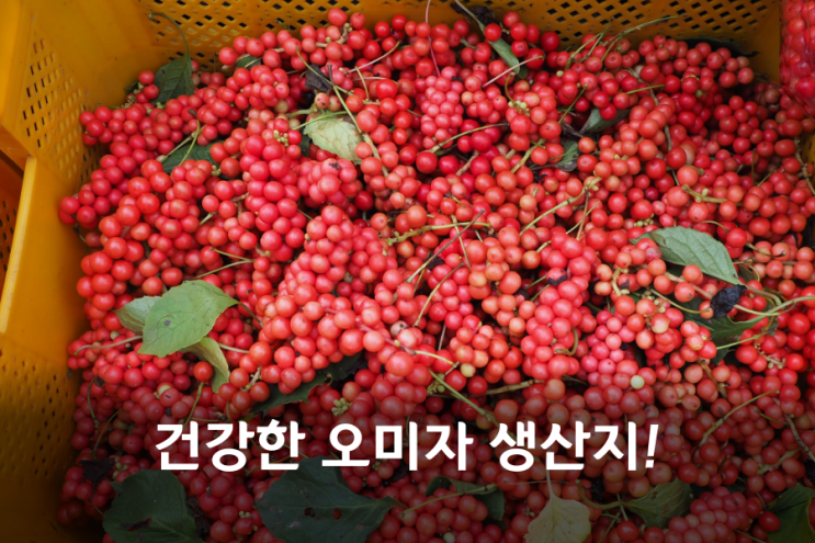 오미자가격 2020 오미자열매 수확시기 - 거창 : 네이버 블로그