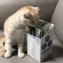 [고양이영양제] 비뇨,요로결석영양제 마이펫닥터 유리나벨라