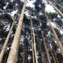 [제주여행] 제주 동쪽 안돌오름 비밀의숲