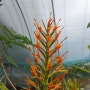 [생강목-생강과] Hedychium coccineum 꽃