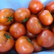 토마토 보관법과 냉동보관 및 토마토 껍질 쉽게 벗기기