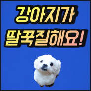 강아지 딸꾹질 여러 가지 이유