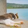 일본 오키나와 태풍 바비가 지나간 후, 고양이 섬의 고양이들의 안부를 확인했습니다.