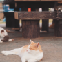 [귀염주의] 일본 오키나와 고양이 섬 오지마의 고양이들
