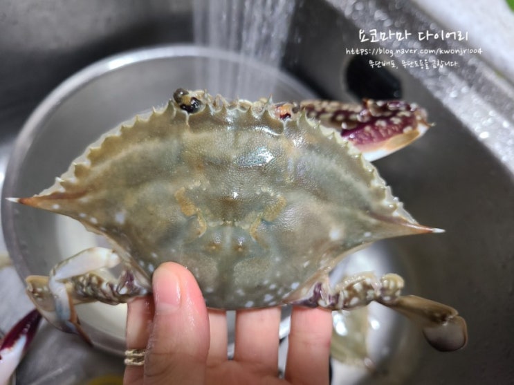 꽃게 손질하는 방법/ 꽃게 손질하기/ 꽃게 다듬기 : 네이버 블로그