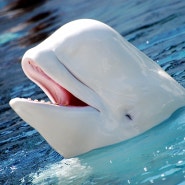 바다의 귀염둥이 흰고래 벨루가의 신기한 이야기(특징)