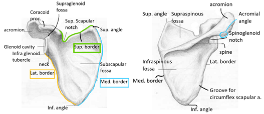 [뼈대계통 - 골학] 3. 팔이음뼈(shoulder girdle) : 네이버 블로그