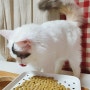 믿고 먹을 수 있는 하림펫푸드 밥이보약 고양이사료추천